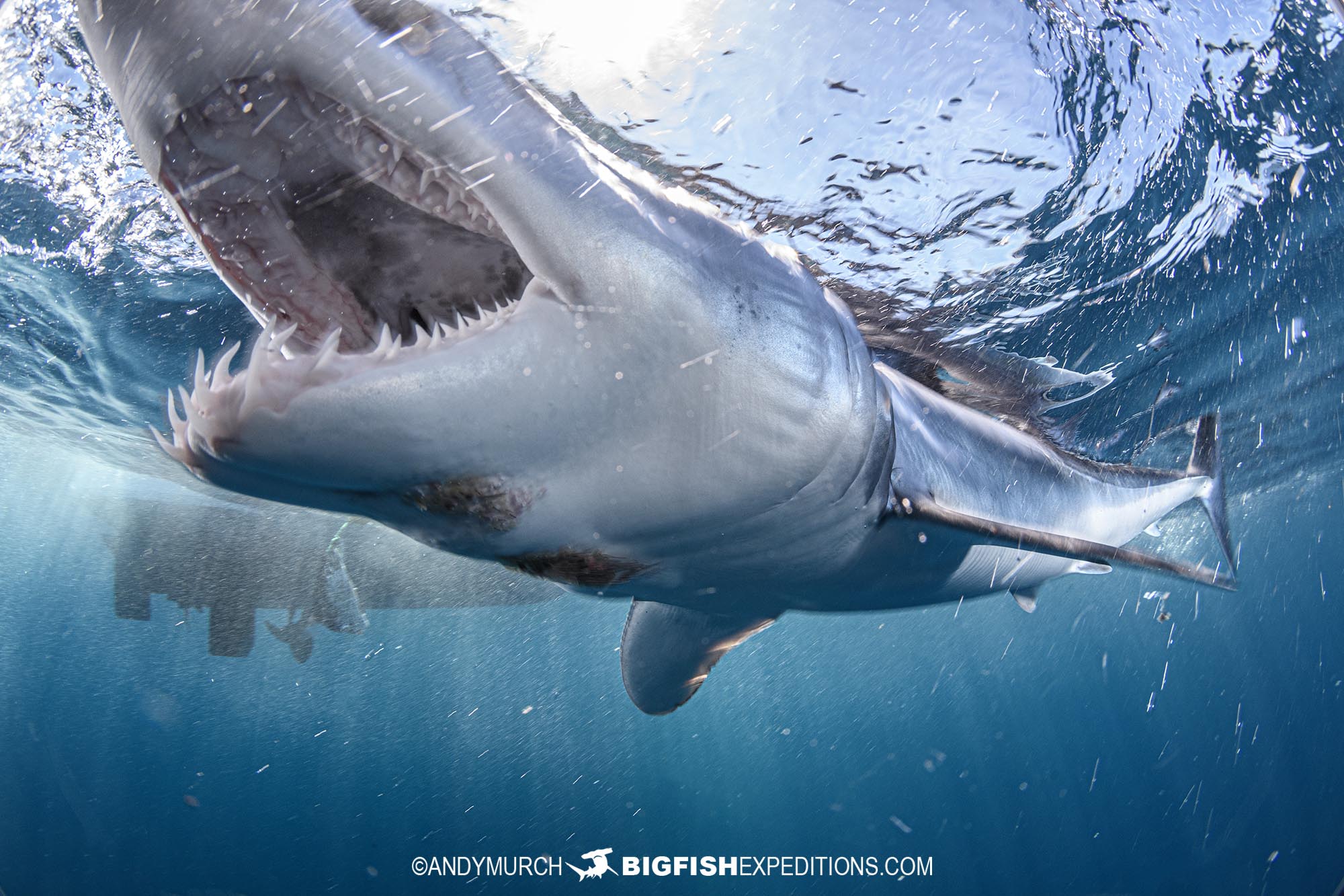 Mako shark diving trip.