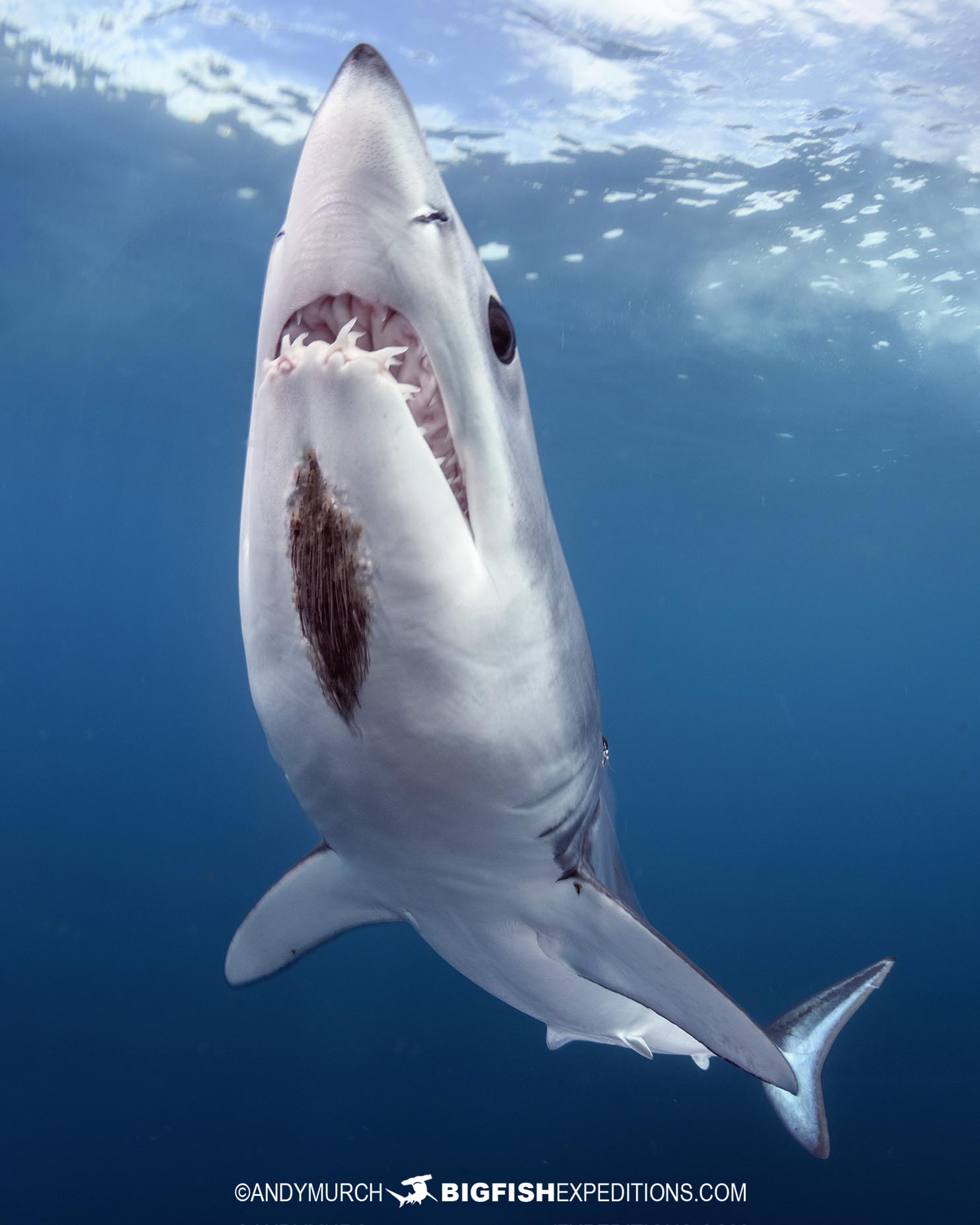 Mako shark photography tour.