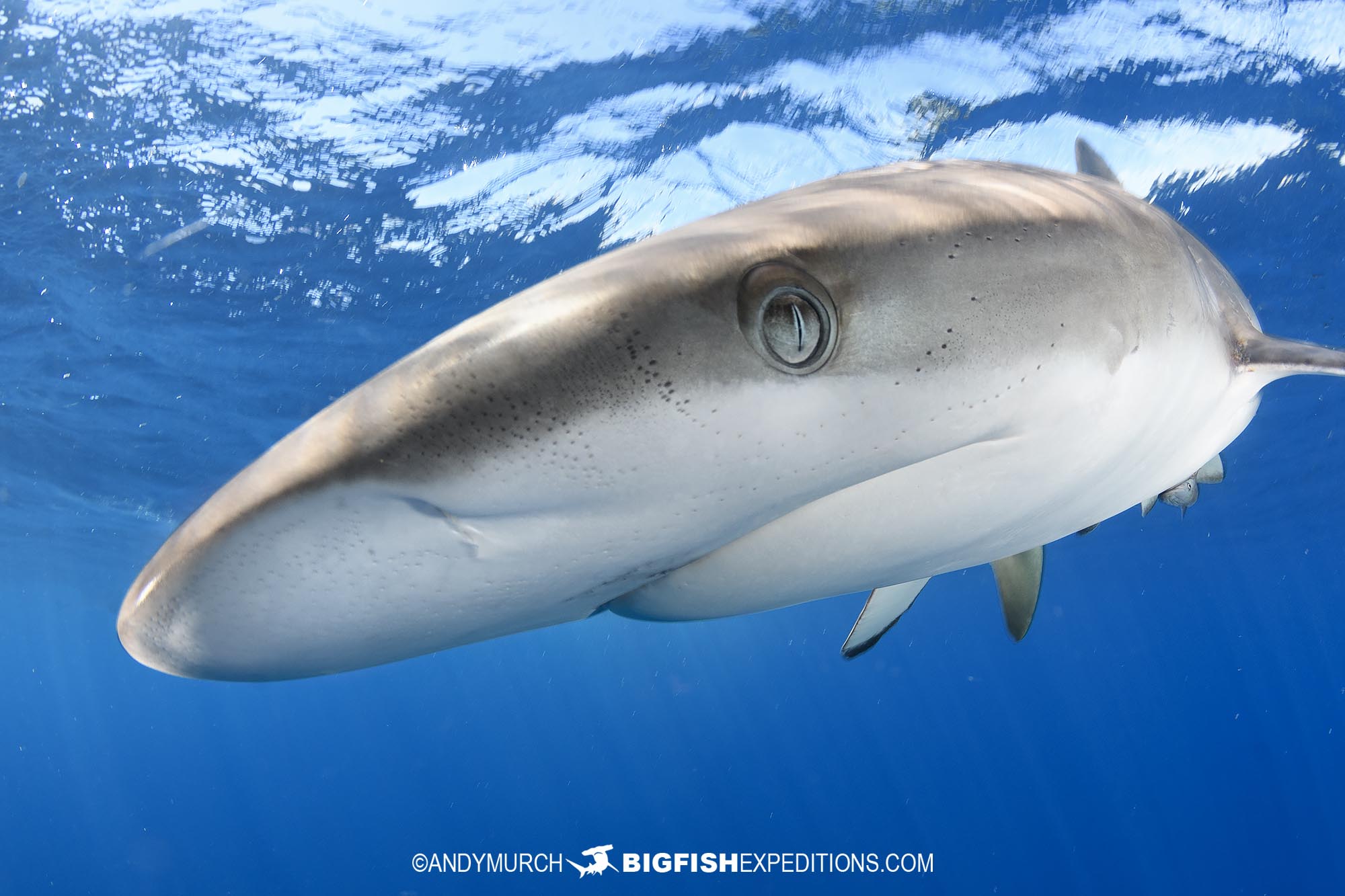Snorkeling with silky sharks in Baja.