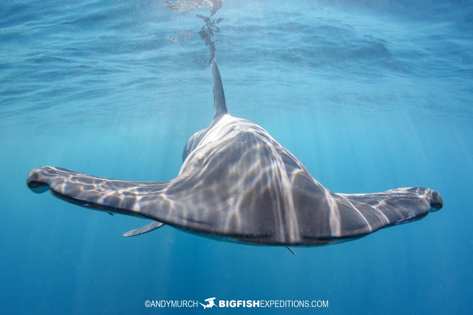 Smooth hammerhead encounter.