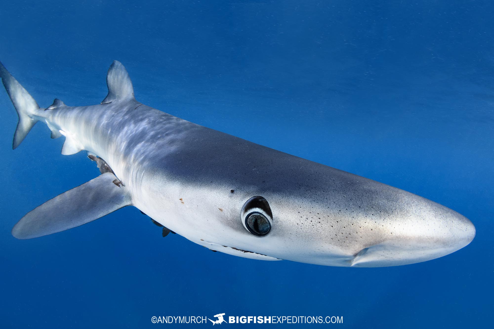 Snorkeling with blue sharks in Mexico.