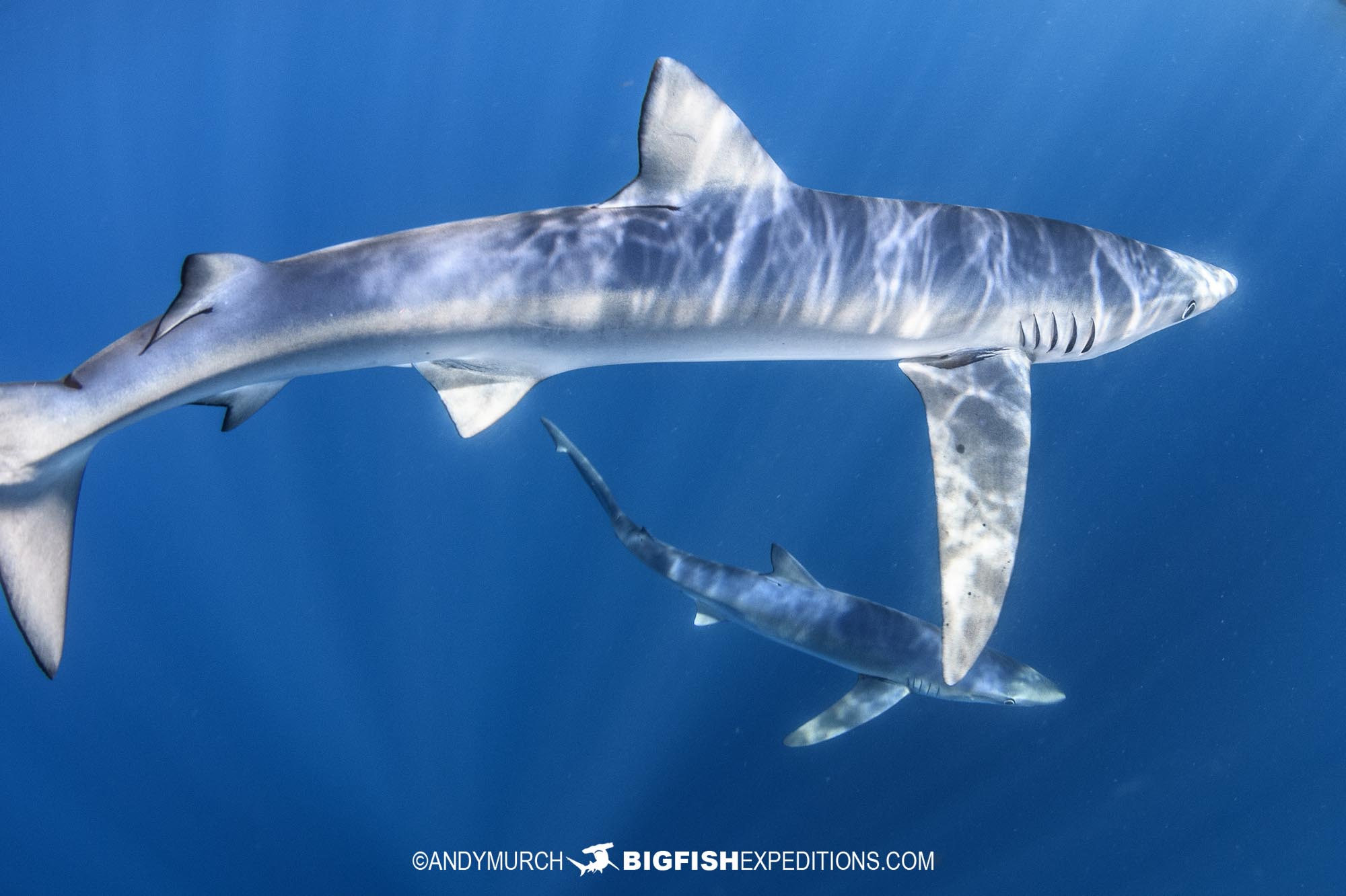 Swimming with blue sharks in Mexico.