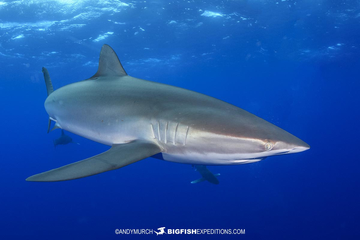Diving with Dusky Sharks and Oceanic Whitetips.