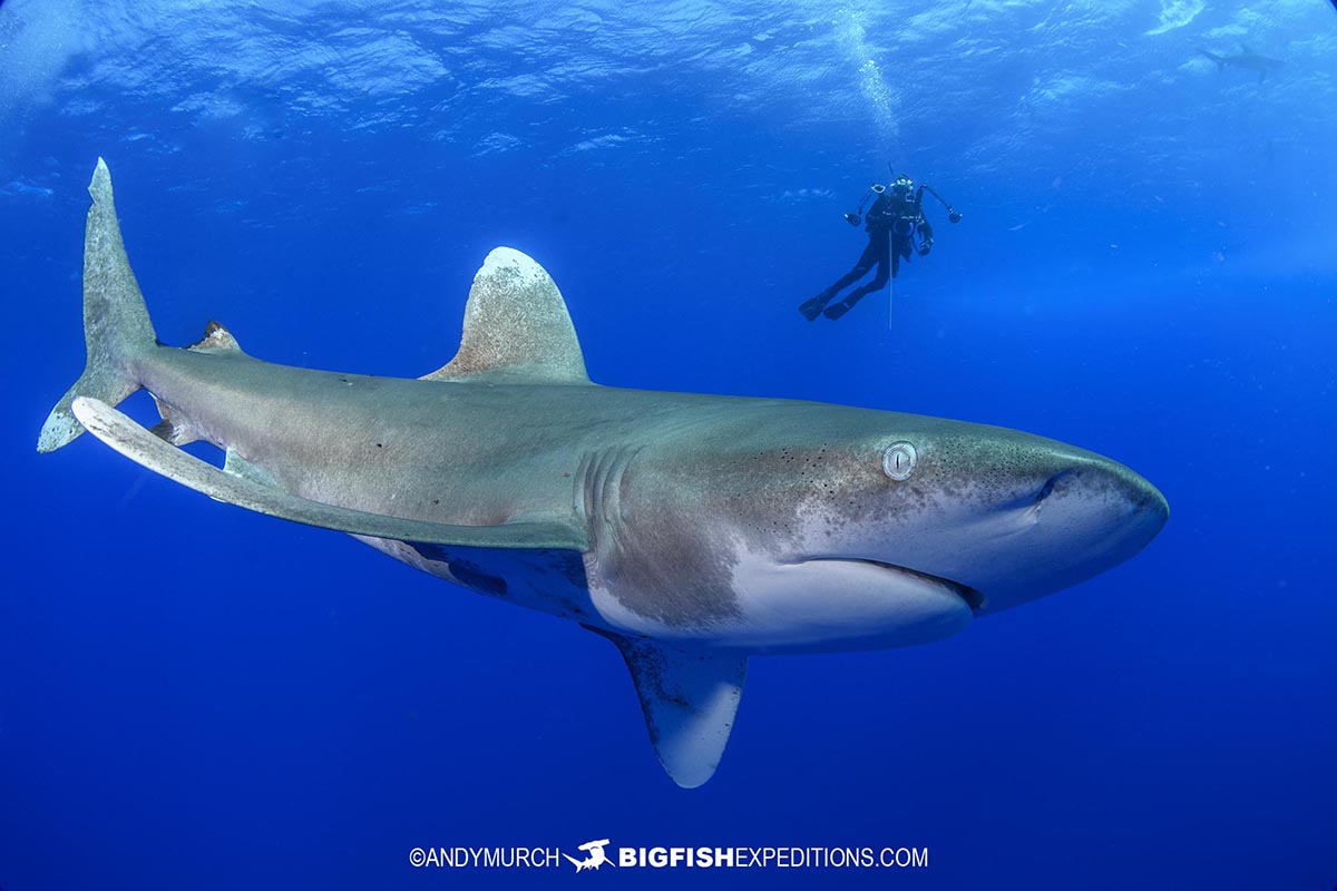 Oceanic Whitetip diving in the Bahamas.