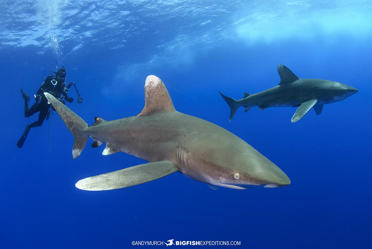 Oceanic Whitetip diving in the Bahamas.