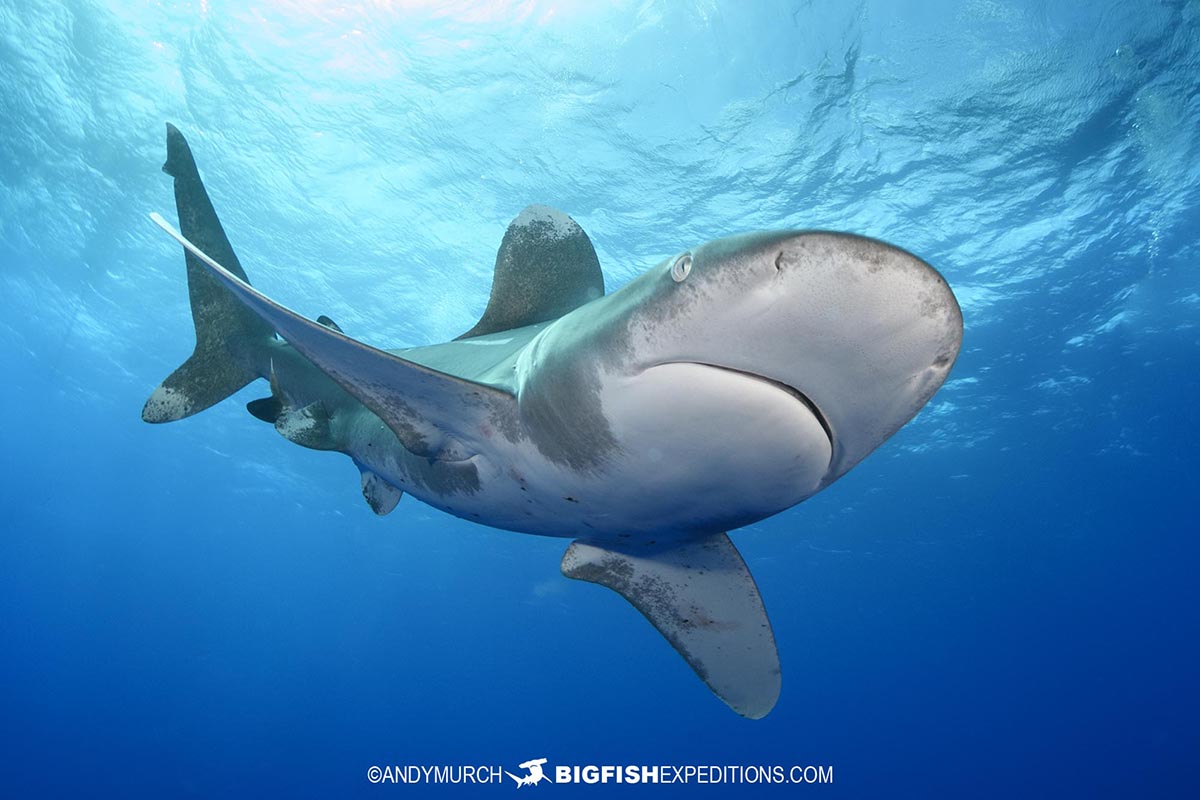 Oceanic Whitetip diving in the Bahamas.