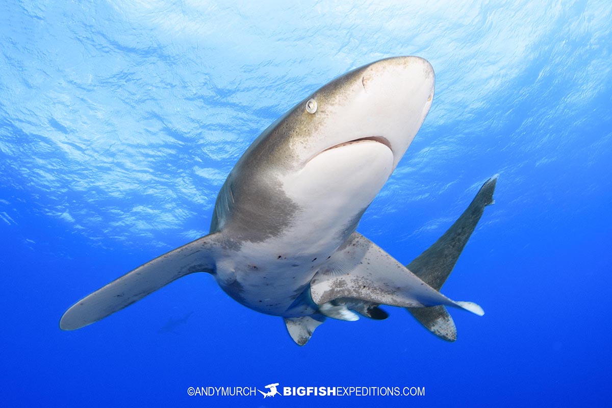 Oceanic Whitetip diving in the Bahamas.