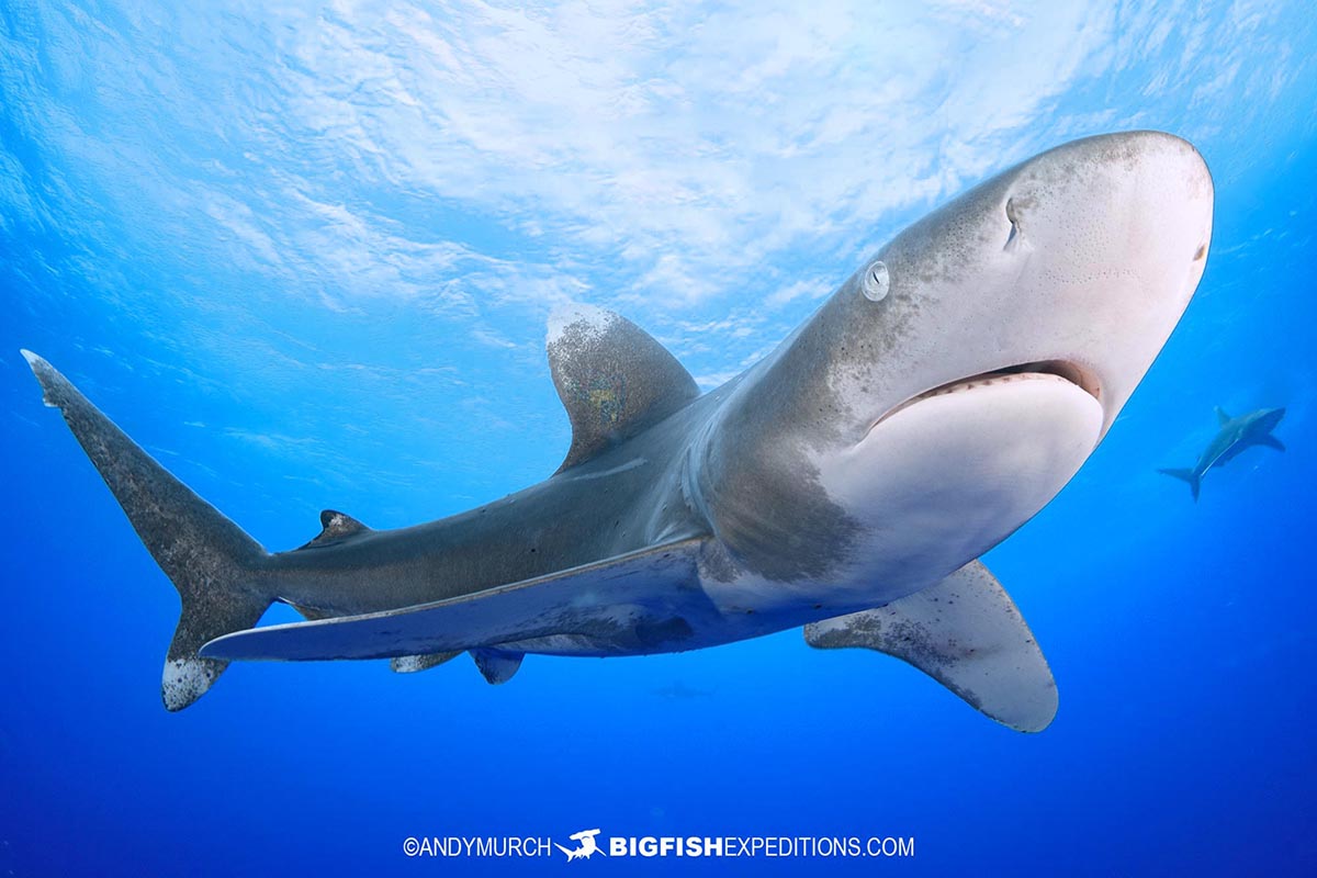 Oceanic Whitetip diving in the Bahamas.