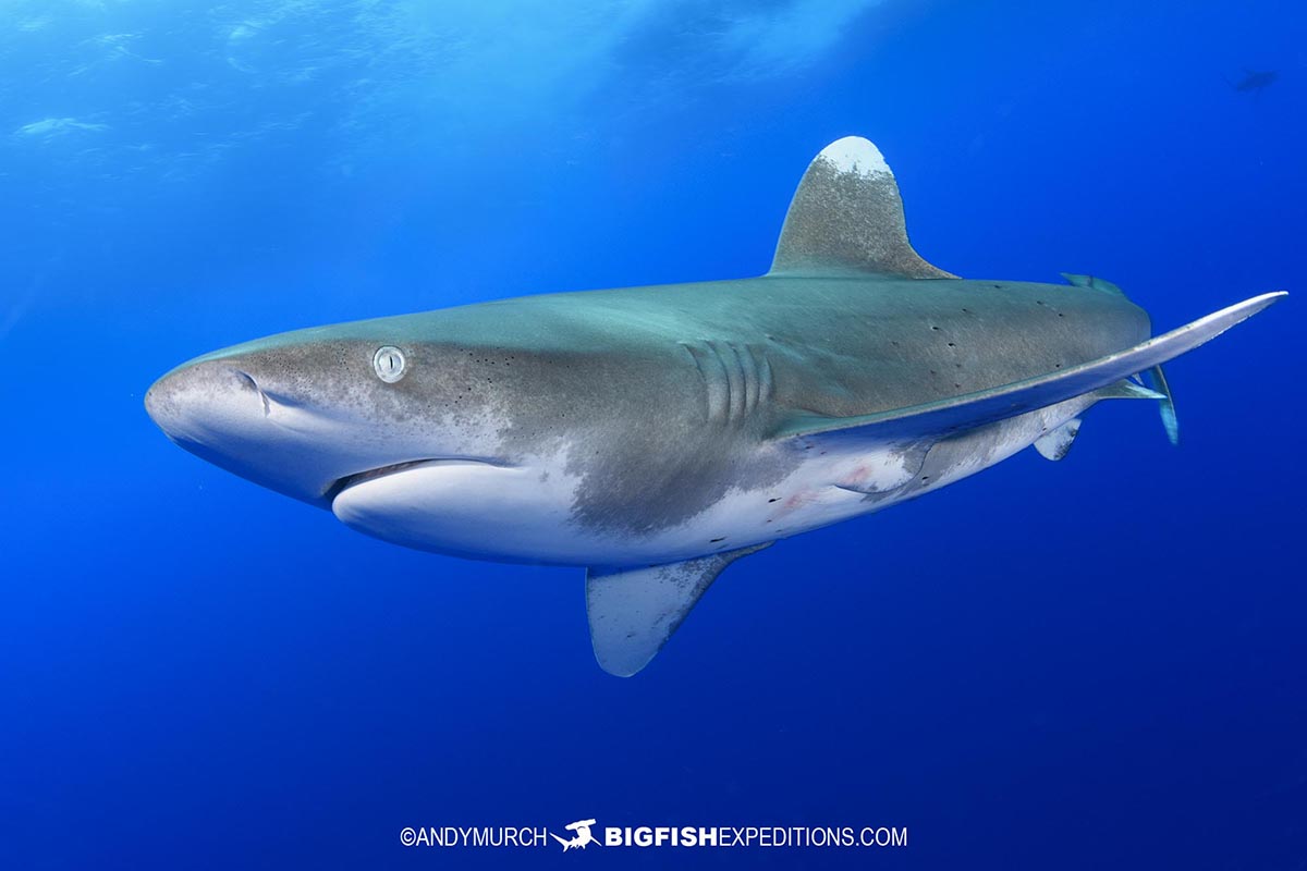 Diving with Oceanic Whitetip Sharks at Cat Island in the Bahamas.