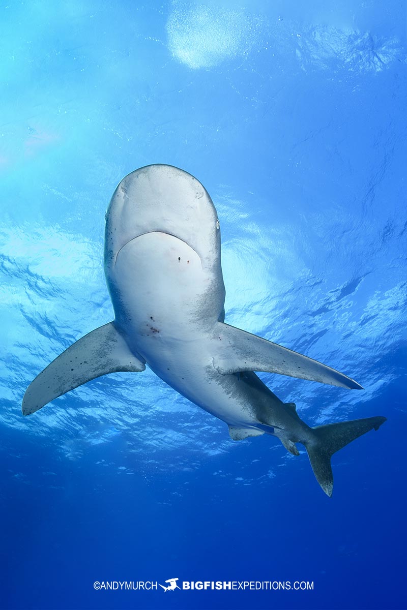 Diving with Oceanic Whitetip Sharks at Cat Island in the Bahamas.