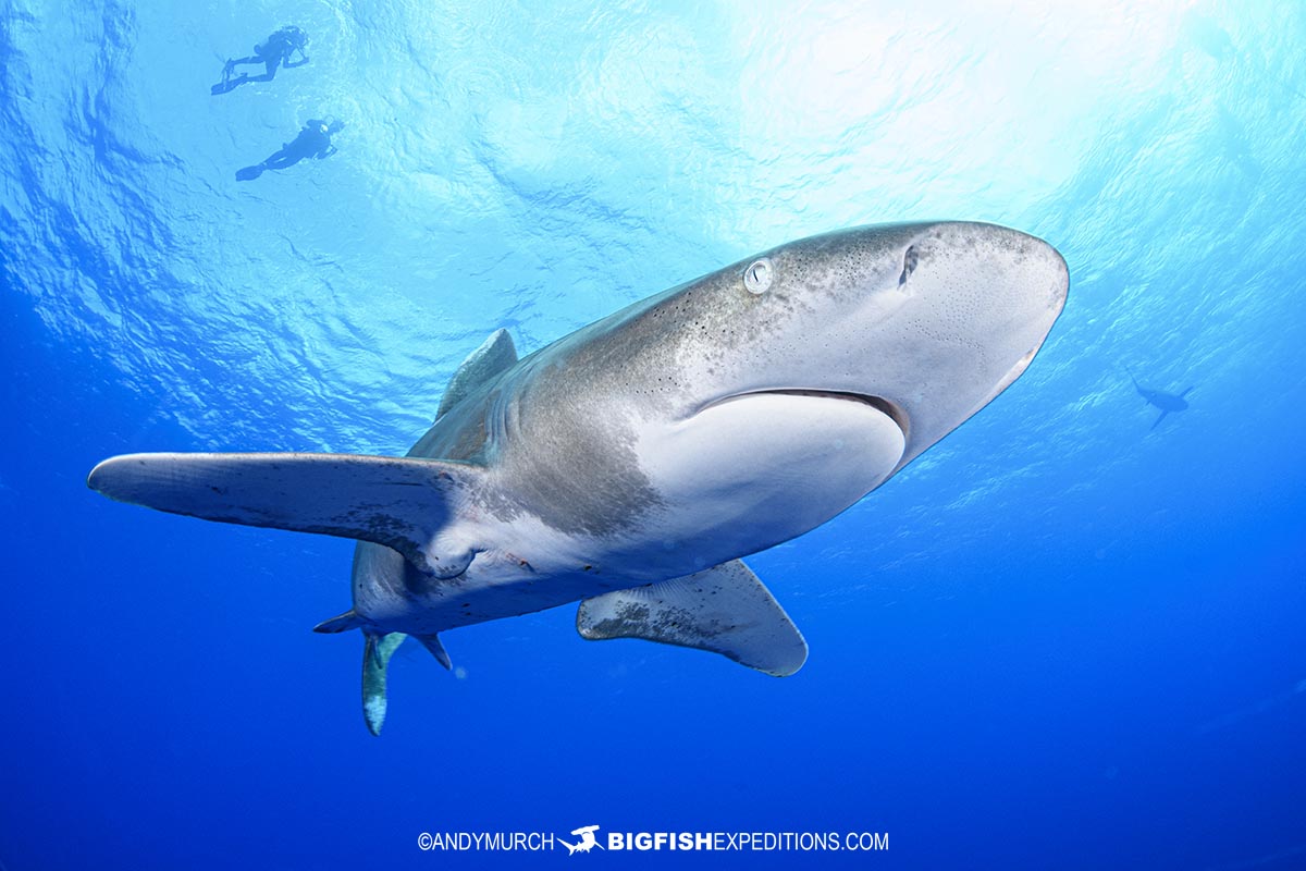 Diving with Oceanic Whitetip Sharks at Cat Island in the Bahamas.