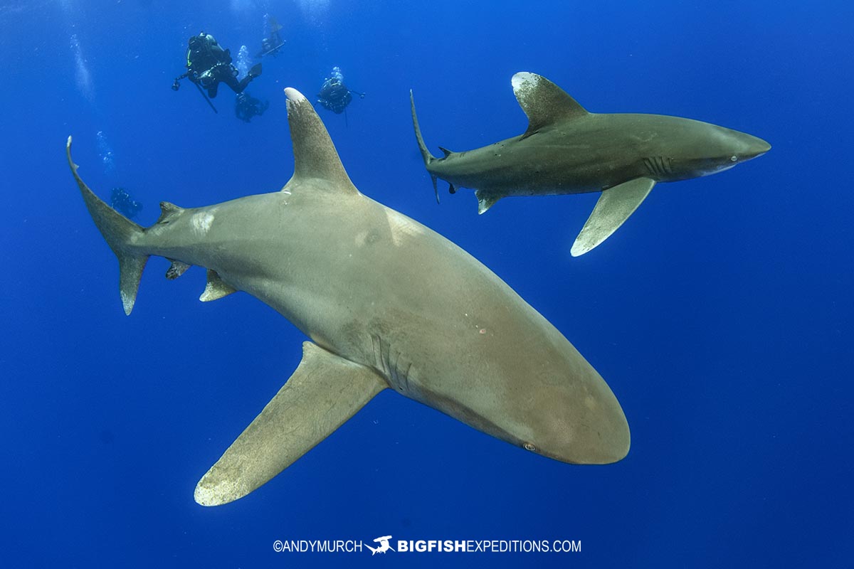 Diving with Oceanic Whitetip Sharks at Cat Island in the Bahamas.