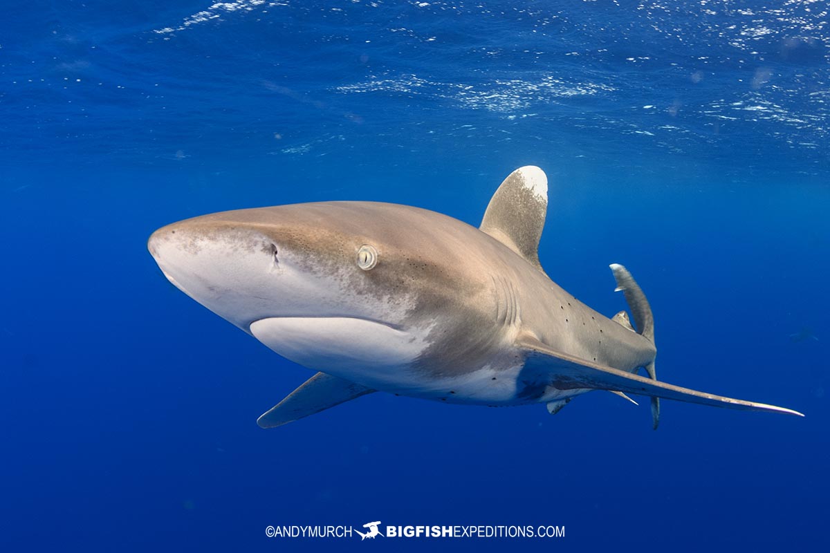Diving with Oceanic Whitetip Sharks at Cat Island in the Bahamas.