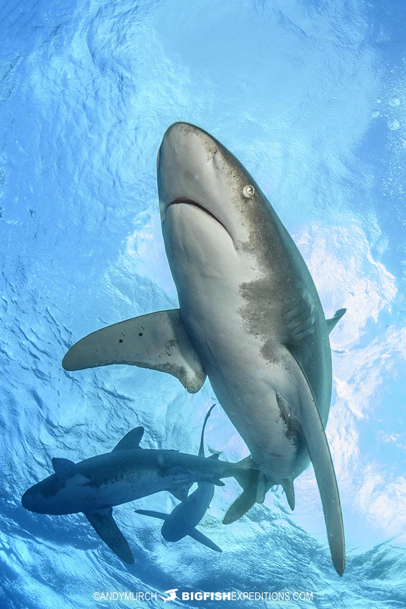 Diving with Oceanic Whitetip Sharks at Cat Island in the Bahamas.