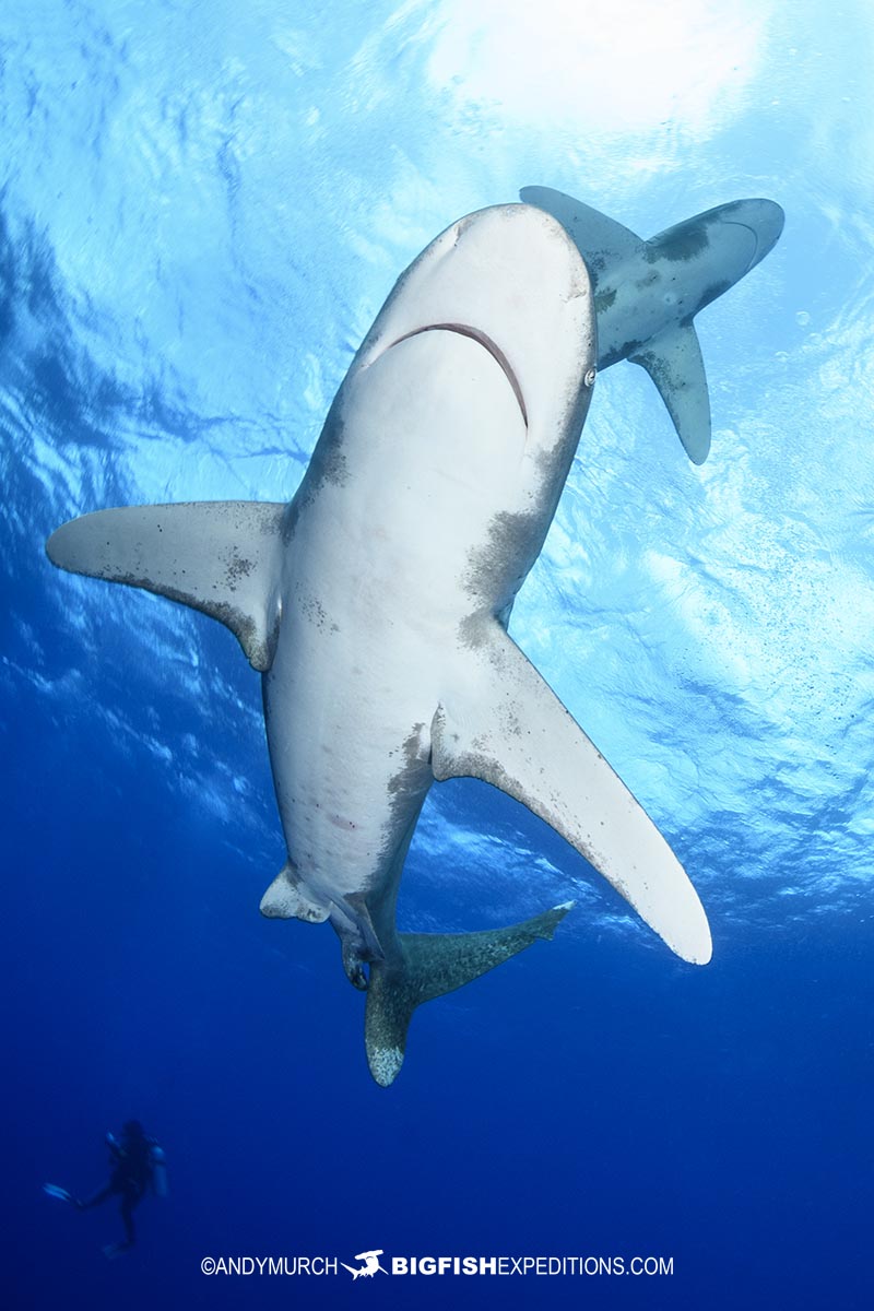 Diving with Oceanic Whitetip Sharks at Cat Island in the Bahamas.