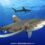 Oceanic Whitetip Shark Diving 2024