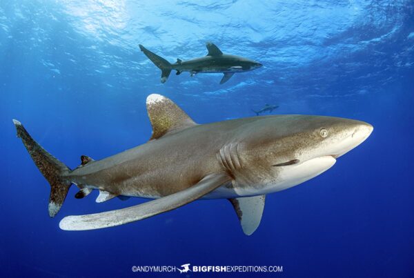 Diving with Oceanic Whitetip Sharks at Cat Island in the Bahamas.