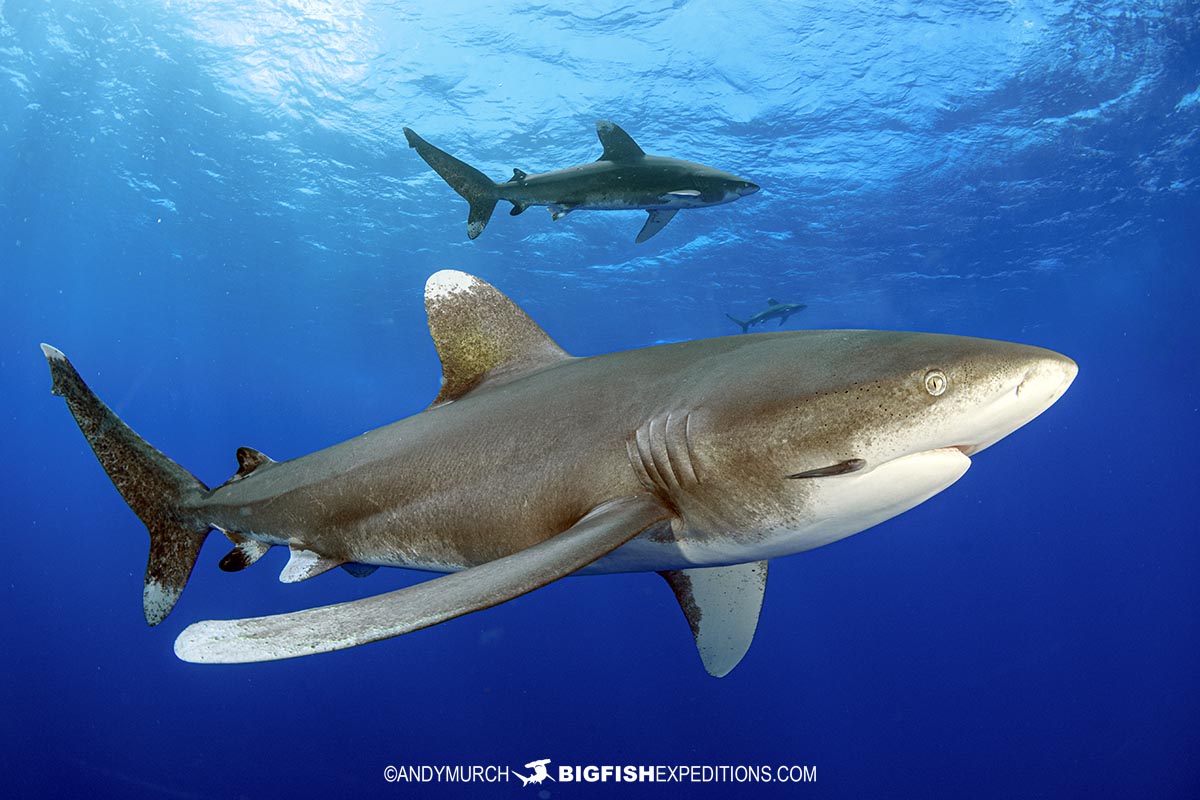 Diving with Oceanic Whitetip Sharks at Cat Island in the Bahamas.