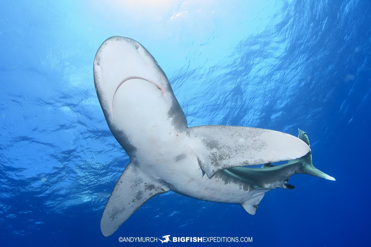 Diving with Oceanic Whitetip Sharks at Cat Island in the Bahamas.