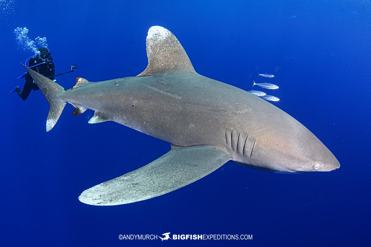 Diving with Oceanic Whitetip Sharks at Cat Island in the Bahamas.