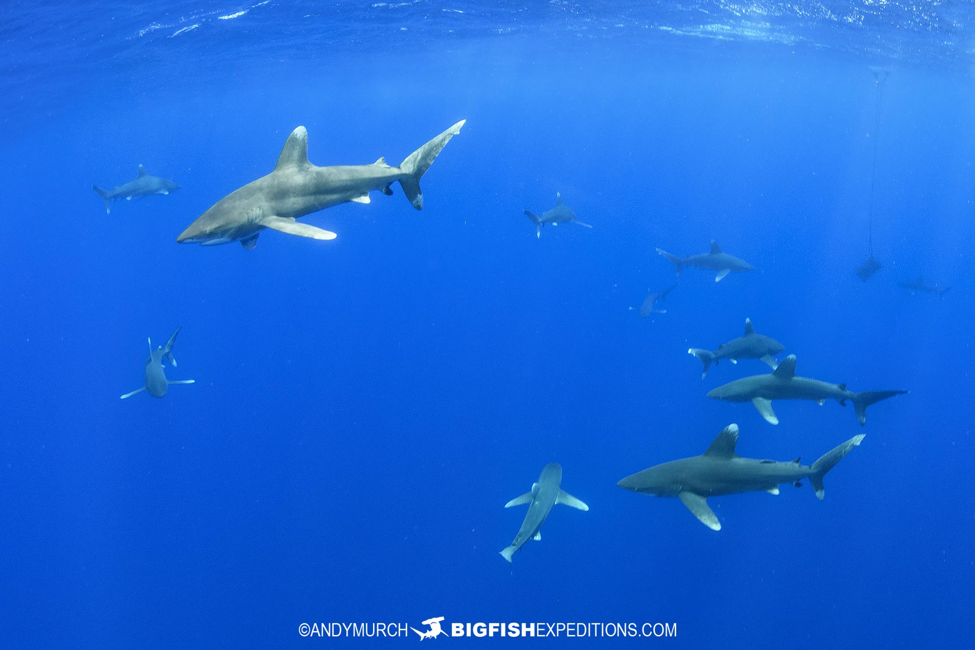 Diving with Oceanic WHitetip Sharks at Cat Island in the Bahamas.