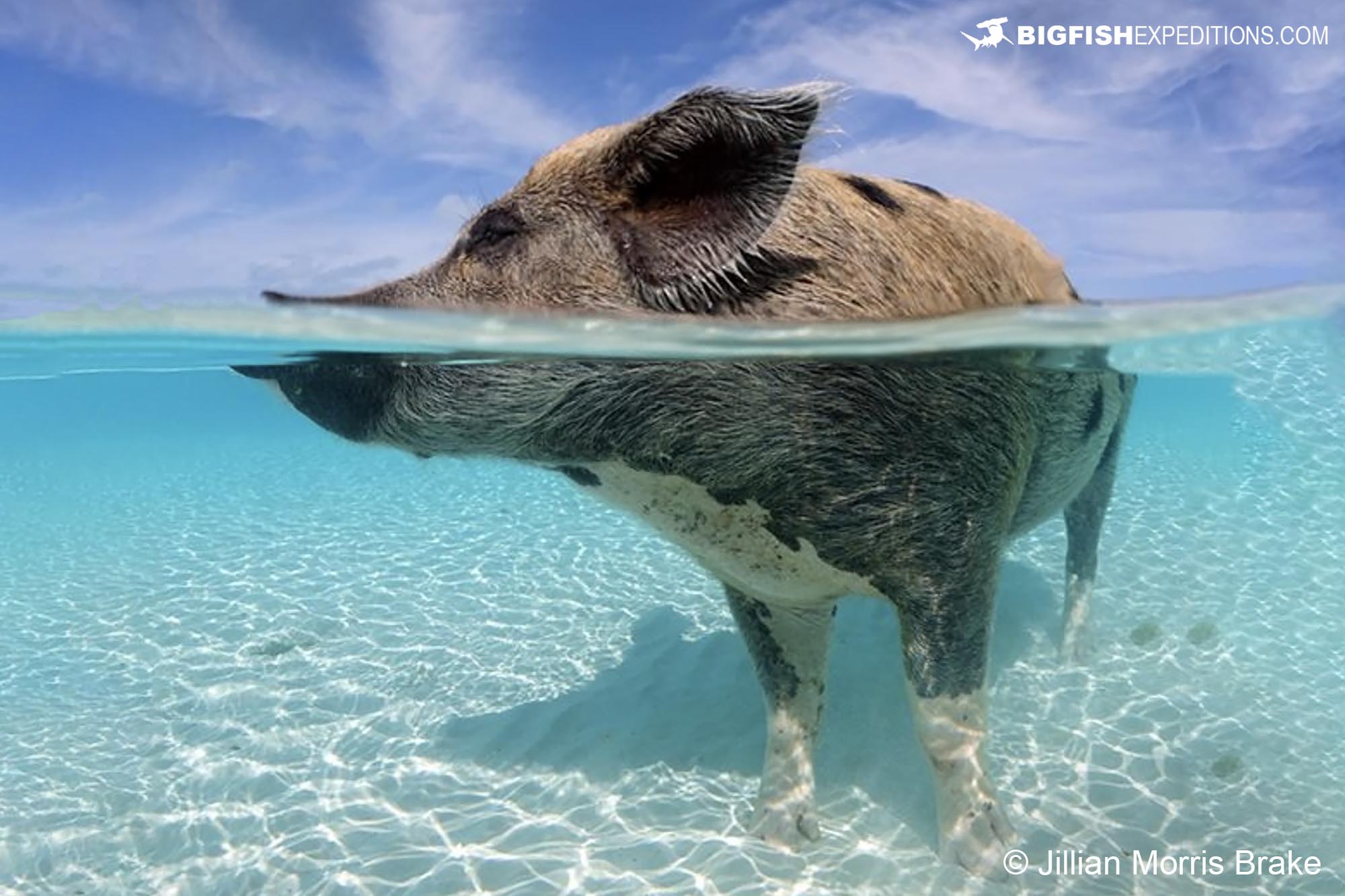 Pig Island swimming pig photography.