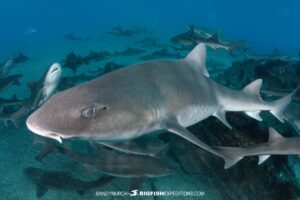 Sharknado diving with Japanese houndsharks.