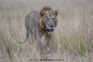 lion family on safari in Uganda.