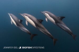 South African Sardine Run 2024