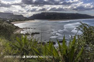 South African Sardine Run 2024