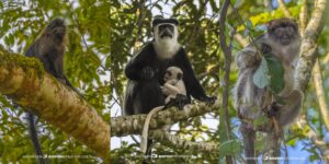 Monkeys in Kibale on our Primate Safari in Uganda.