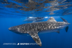 Snorkeling with Whale Sharks.