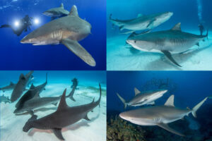 The Ultimate Bahamas Shark Diving with Tiger Sharks and Oceanic Whitetip Sharks.