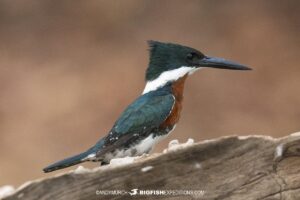 Amazon kingfisher in the Pantanal.