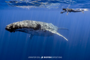 Snorkeling with humpback whales, blue whales, belugas, and more!