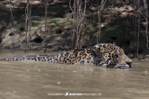 Jaguar swimming in the Brazilian Pantanal.
