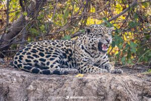 Snarling jaguar in the brazilian pantanal.