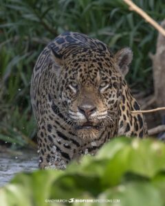 Jaguar hunting in the river.