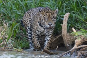 Best jaguar photography tour.