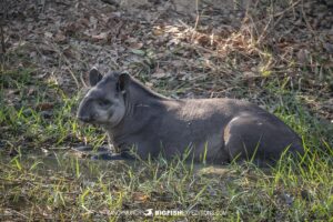 Tapir in the Pantanal.