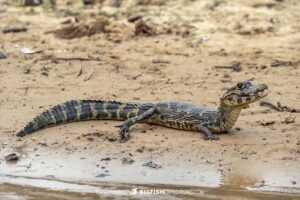 Jacare Caiman in the Brazilian Pantanal.