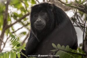 Howler monkey on a jaguar tour in the Brazilian Pantanal.