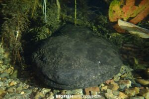 Snorkeling with Giant Salamanders in the Gifu Mountains in Japan.