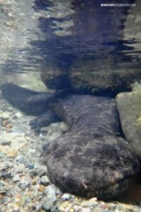 Snorkeling with Giant Salamanders in the Gifu Mountains in Japan.