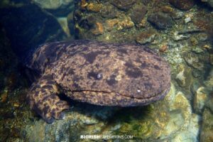 Snorkeling with Giant Salamanders in the Gifu Mountains in Japan.