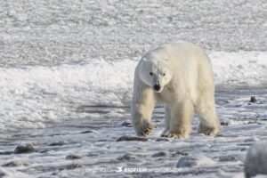 Polar Bear Photography Tour.