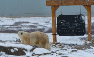 Polar Bear walking past White Whale Lodge in Churchill, Canada.
