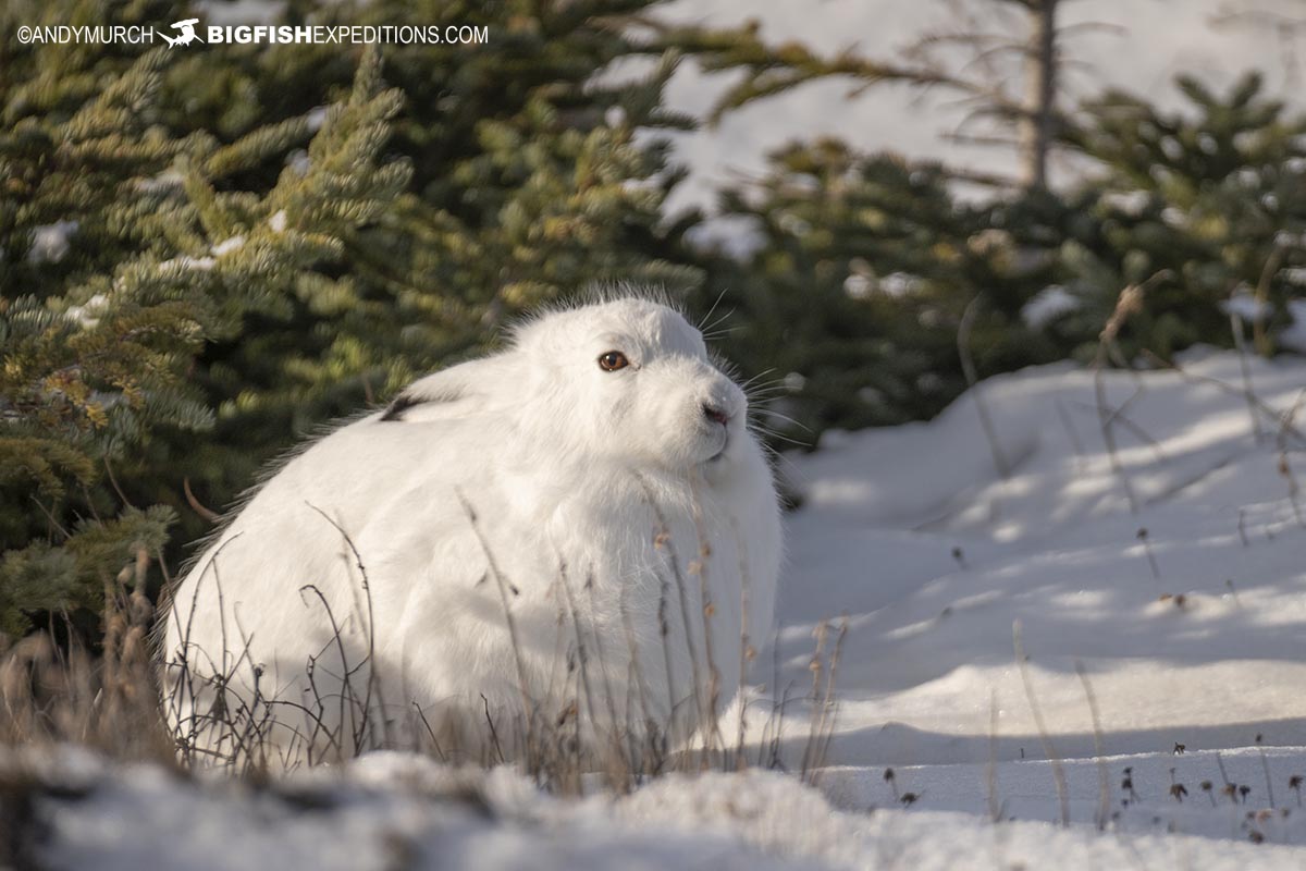 Arctic Hare on the tundra near Churchill, Canada.