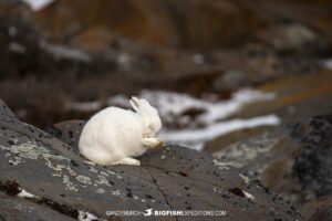 Arctic hare on the tundra near Churchill, Canada.