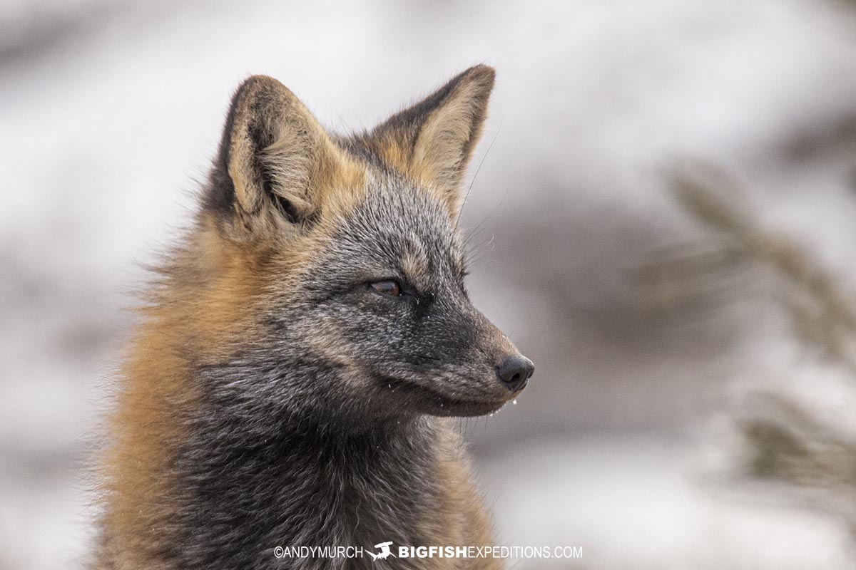 Cross fox on the tundra near Churchill, Canada.